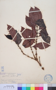 Specimen thumbnail